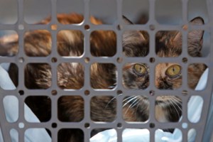 Προκλητικός ο Πούτιν: "Οι φωτογραφίες και τα βίντεο με νεκρούς στην Μπούτσα είναι fake news" - εικόνα 3