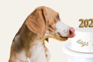 Σώστε ένα αδεσποτάκι: Ο Γκάι, είναι σαν ζωγραφιά, και ό,τι και να κάνει είναι ο καλύτερος, και πάντα χαμογελαστός - εικόνα 5