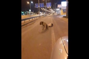 Διάσωση σκύλου στα Ψαχνά Ευβοίας: Εθελοντές τον έβγαλαν από πηγάδι - εικόνα 2