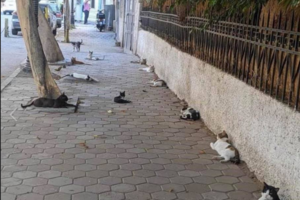 Κορονοϊός: Παγκόσμια ανησυχία για δεύτερο κύμα  της πανδημίας- Συνεχίζεται η αύξηση των κρουσμάτων - εικόνα 2