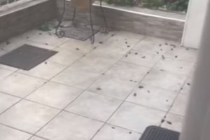 Λάρισα: Οχιά δάγκωσε γυναίκα μέσα στο σπίτι της - Προσπάθησε να προστατέψει την 2χρονη εγγονή της