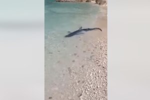 Κύθηρα: Ψαράδες βρήκαν γαλάζιο καρχαρία τριών μέτρων - Τον χάιδεψαν και τον τάισαν ψαράκια [Βίντεο] - εικόνα 2