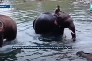 Ινδία: Συνελήφθη ύποπτος για το φρικτό θάνατο εγκύου ελεφαντίνας - Της έδωσε ανανά παγιδευμένο με κροτίδα