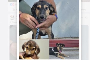 Ο Αρνι πήγαινε έξω από σπίτι φίλης του: Αυτός έξω αυτή μέσα. Τον λάτρευε, τον περίμενε - Οταν δεν ξαναπήγε, δεν έφαγε δυο μέρες