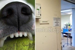 " Ο Ευτύχας": Ηταν νεκρός για τρεις ημέρες στον Πλατανιά Πηλίου με τον πιστό του σκύλο στο πλευρό του μέχρι τέλος