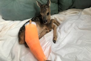 Ένα ακόμη ορφανό ζαρκαδάκι θα κάνει παρέα στον "Θωμά" - Βίντεο