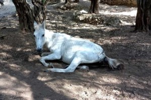 Τριπλασιάστηκαν οι καταγγελίες κακοποίησης ζώων το 2023 - 370 συλλήψεις και 2.000 πρόστιμα