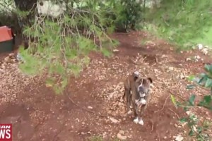 Ζάκυνθος: "Οι σφυρίχτρες και οι πυροβολισμοί κυνηγών τρόμαξαν το πίτμπουλ", λέει η μάνα του δίχρονου Λίο - εικόνα 8