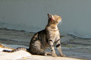 Φρίκη στην Αιδηψό: Δηλητηρίασαν οκτώ αδέσποτες γάτες - Τις εντόπισε νεκρές στην αυλή της 65χρονη