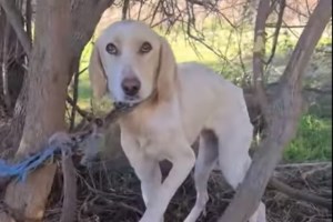 Στροφυλιά: Το όνομά της πλέον είναι Ιντα - Αντί να πάει στην τροφή, ήπιε έναν κουβά νερό - εικόνα 2