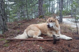 Κίνα: Viral η ιστορία των 7 σκύλων που δραπέτευσαν πριν σφαγιαστούν και επέστρεψαν σπίτι – Διένυσαν 17 χλμ