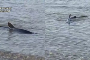 Απίστευτο: Καρχαρίας κολυμπούσε δίπλα σε ψαρά στην Κινέτα
