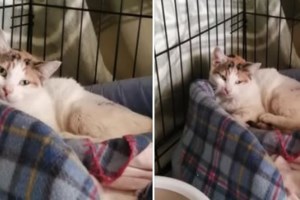 Δύο γέρικα αδέσποτα σκυλάκια βρίσκουν στέγη στη Βουλή - Η ανάρτηση της Ελενας Ακρίτα - Ο ενθουσιασμός του Νικήτα Κακλαμάνη