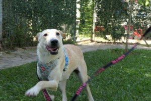 Εριέττα Κούρκουλου:  "Θέλω να πω συγγνώμη για την τραγική κατάσταση της χώρας, που χάθηκε έτσι μια γυναίκα" - εικόνα 4