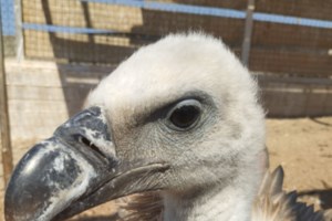 Ηράκλειο: Εγκαταστάθηκε ο πρώτος ενεργειακός ανεμόμυλος στο Οροπέδιο Λασιθίου [Εικόνες] - εικόνα 4