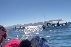 Τρόμος σε πτήση: Φίδι εμφανίστηκε ξαφνικά στο ντουλαπάκι των αποσκευών αεροπλάνου [βίντεο]