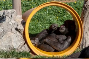 Προανάκριση για την θανάτωση χιμπατζή στο Αττικό Πάρκο - Γιατί ο φροντιστής πυροβόλησε και δεν τον νάρκωσε - εικόνα 5