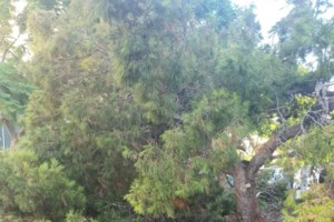 Θεσσαλονίκη: Αθώοι στο Εφετείο δύο γιατροί για τον θάνατο 55χρονου υλοτόμου