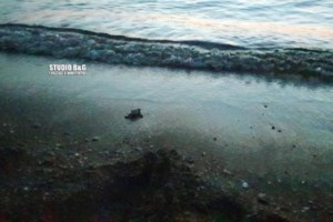 Φολέγανδρος: Διασώστης έκανε ΚΑΡΠΑ σε μικρή θαλάσσια χελώνα - Το συγκινητικό βίντεο