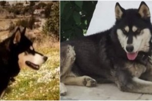 Όλιβερ: Την επόμενη εβδομάδα τελικά οι ανακοινώσεις για την κακοποίηση του Χάσκι - Γιατί υπάρχει καθυστέρηση - εικόνα 2