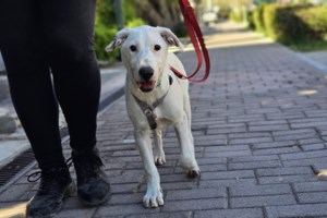 Η Πόλυ από το δημοτικό κυνοκομείο Τρίπολης είναι πλέον ένα άλλο σκυλί: Γελάει και λάμπει ολόκληρη - εικόνα 4