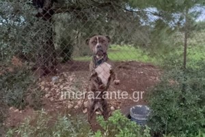 Φωτιά σε αυτοκίνητο έξω από το Καραϊσκάκη - Την τελευταία στιγμή γλίτωσε ο οδηγός [βίντεο]