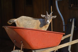 ΕΦΕΤ για το μαντρί στους Αμπελόκηπους: Δεν έχουμε καμία εμπλοκή στο περιστατικό -Στεγαζόμαστε στο ίδιο κτίριο