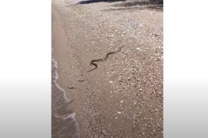 Φριχτός θάνατος στην Ινδονησία: Ένας πύθωνας 5 μέτρων καταβρόχθισε μητέρα τεσσάρων παιδιών [βίντεο]