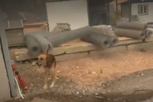 Φωτιά Μάνδρα - Κάτοικος λύγισε βλέποντας το καμένο σπίτι του: "Στόχος μου ήταν να φύγουν τα παιδιά μου" - εικόνα 2