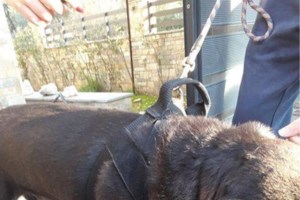 Άνδρας εκτέλεσε εν ψυχρώ και χωρίς λόγο αδέσποτο σκύλο στο Ηράκλειο Κρήτης: Συνελήφθη για κακούργημα