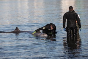 Από τι πέθανε ο "Σωτήρης": Τα αποτελέσματα της νεκροψίας για τη νεαρή φάλαινα - Θα αποτεφρωθεί ο ζιφιός - εικόνα 2