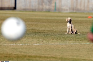 Οικογενειακή τραγωδία στην Ηλεία: Γιος παρέσυρε και σκότωσε τον πατέρα του με ερπυστριοφόρο
