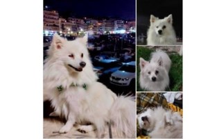 Εκκληση για τροφές από τα Φαντάσματα του Ασπροπύργου: Πώς μπορείτε να βοηθήσετε