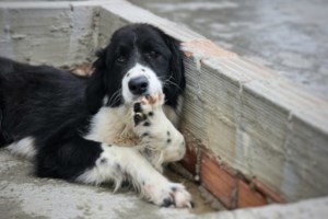 Βιβλίο: 17 αδέσποτες ιστορίες από την αρχαιότητα με ξεναγό τον "Φίλο" από του Φιλοπάππου - εικόνα 3