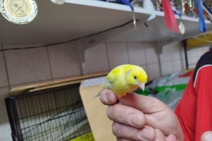 Αχ καναρίνι μου, καναρινάκι μου πες μου τι κάνεις και κάθε μέρα τραγουδάς; - εικόνα 3