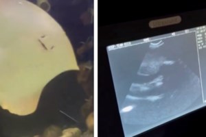 Τεράστιο ψάρι επιτέθηκε σε Ρωσίδα "γοργόνα" μέσα σε ενυδρείο σε θεματικό πάρκο στην Κίνα - Κολυμπούσε μπροστά σε παιδιά - εικόνα 3