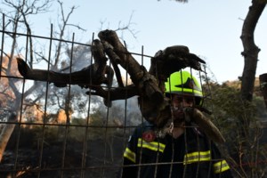 "Η φωτιά μπήκε στο σπίτι μας, φύγαμε την τελευταία στιγμή" - Πυρόπληκτη μιλά για τις δραματικές στιγμές στα Σπάτα