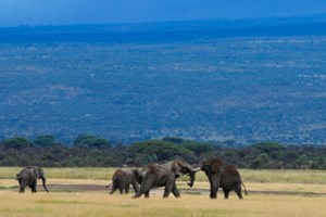 Απίστευτη φρίκη στην Μπανγκόκ: 1.000 εξωτικά ζώα, ερπετά και κατοικίδια κάηκαν μέσα στα κλουβιά τους σε κεντρική αγορά - εικόνα 6