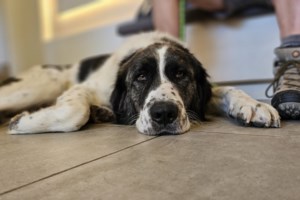 Εχει η γάτα σας "σκοτάδια"; Σημάδια και αιτίες της κατάθλιψης της ψιψίνας - Πώς να βοηθήσετε μια λυπημένη γατούλα