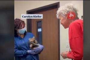 "Φταίω και πρέπει να καταδικαστώ": Οσα είπε στο δικαστήριο ο "σφαγέας" των ζώων στον Βόλο