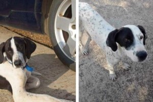 Η Κλάρα βρέθηκε ταλαιπωρημένη και αρκετά αδύνατη -  Λατρεύει τις βόλτες και είναι εξαιρετικά υπάκουη - εικόνα 2