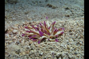 Δίχρονη σώθηκε  από ναυαγοσώστριες σε παραλία της Αλεξανδρούπολης: "Ηταν με το πρόσωπο μέσα στο νερό" - εικόνα 2