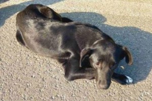 Γιατί κάποιοι σκύλοι απεχθάνονται το μπάνιο; Ανακαλύψτε τους λόγους που φοβούνται