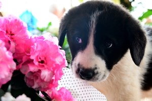 Ιεράπετρα: Κουταβάκι εγκλωβίστηκε σε πηγάδι - Καρέ καρέ η διάσωσή του