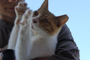 Πώς οι γάτες κατέλαβαν τον κόσμο - εικόνα 7