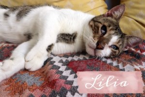 Μερικά χρόνια πριν, μια αδέσποτη σκυλίτσα, η Άννα, είχε γεννήσει τα μωρά της σε έναν ΣΕΑ στην εθνική οδό-Ο γιόκας της, ο Νόα - εικόνα 2