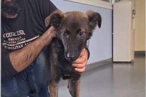 Σώστε ένα αδεσποτάκι: Ο Πούμπα, θέλεις να τον πάρεις αγκαλιά και να του πεις να μην αγχώνεται και να μην φοβάται - εικόνα 2