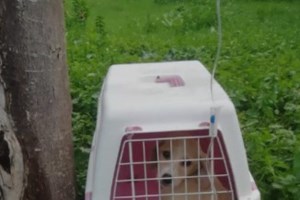 Φρίκη στη Φθιώτιδα: Εκτέλεσε εν ψυχρώ αλεπουδάκι που τάιζαν συγχωριανοί του - Ετρωγε μαζί με τις γάτες - εικόνα 2