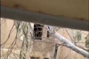 Βίντεο ντοκουμέντο με τον οδηγό ταξί που άρπαζε κάρτες επιβατών - Παρασύρει πελάτη και εξαφανίζεται