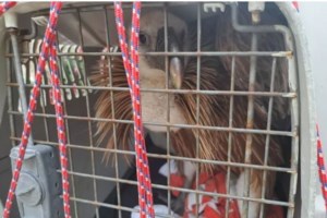 Επτά τραυματισμένα και ορφανά ζαρκαδάκια μεταφέρθηκαν στην Καστοριά: Τουλάχιστον έναν χρόνο σε περίθαλψη - εικόνα 3